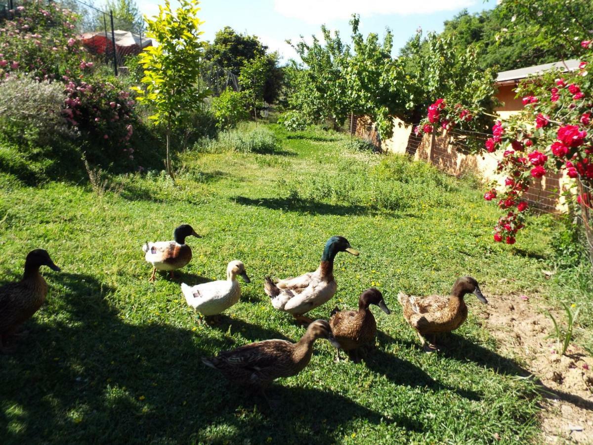 Agriturismo Frallarenza Ficulle Exterior photo